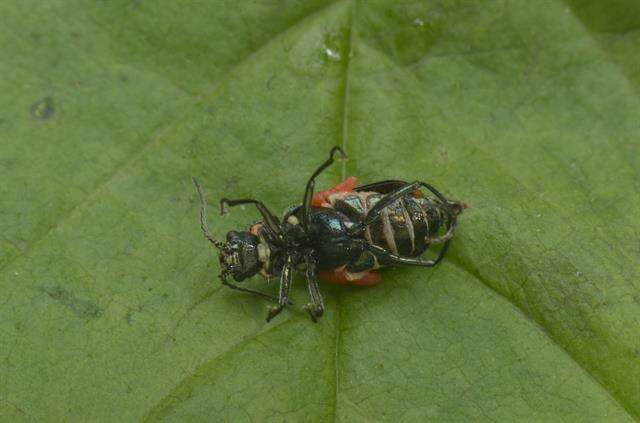 Слика од <i>Malachius bipustulatus</i>