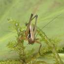 Image of bog bush-cricket