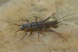 Image of spring stoneflies