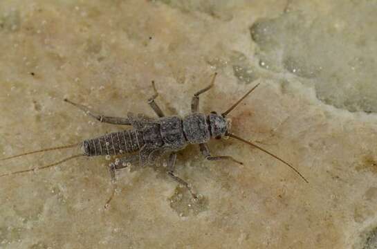 Image of spring stoneflies