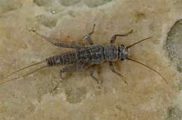 Image of spring stoneflies