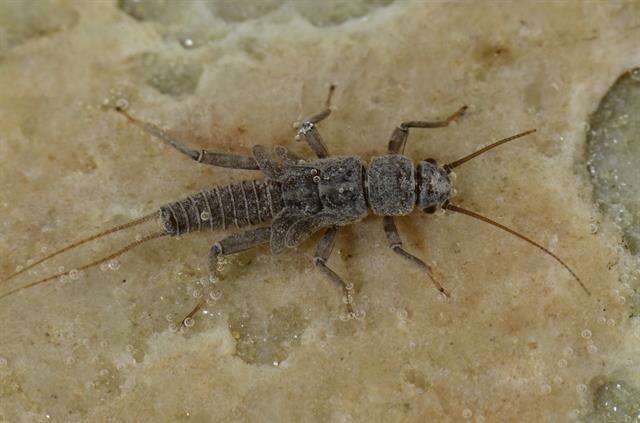 Image of spring stoneflies