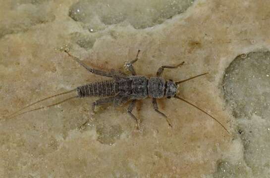 Image of spring stoneflies