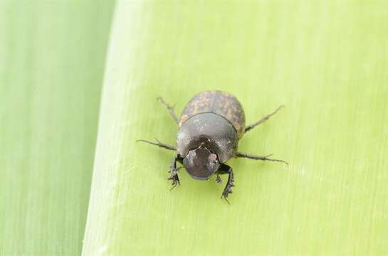 Image of scarab beetles