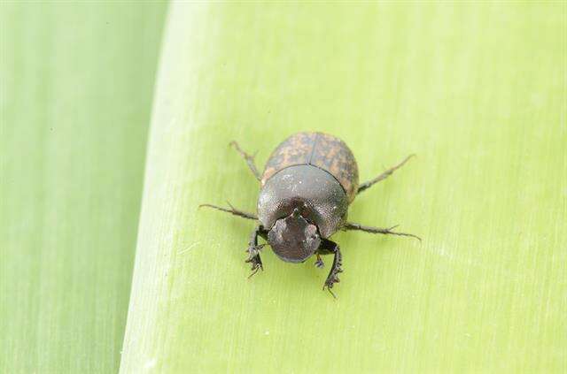 Image of scarab beetles