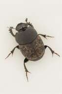 Image of scarab beetles