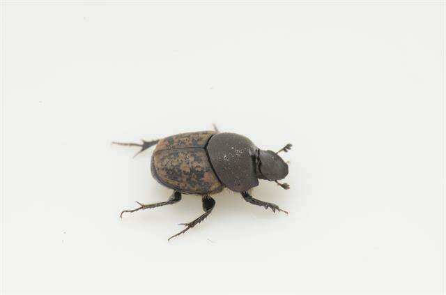 Image of scarab beetles