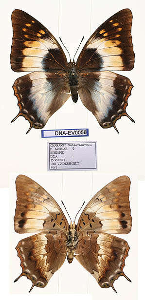 Imagem de Charaxes galawadiwosi Plantrou & Rougeot 1979