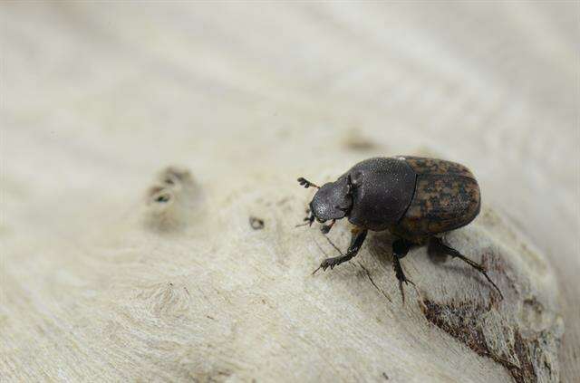 Image of scarab beetles