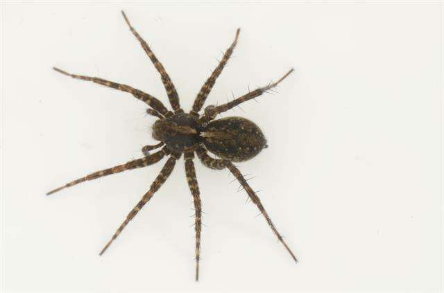 Image of Thinlegged Wolf Spiders