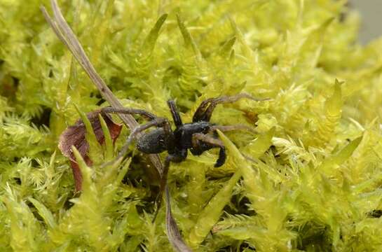 Image of Thinlegged Wolf Spiders