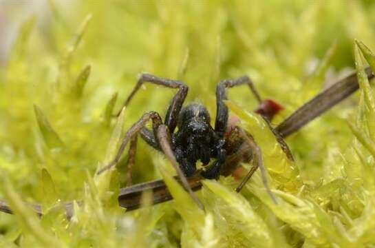 Image of Thinlegged Wolf Spiders