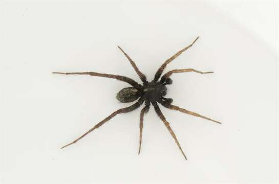 Image of Thinlegged Wolf Spiders