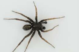 Image of Thinlegged Wolf Spiders