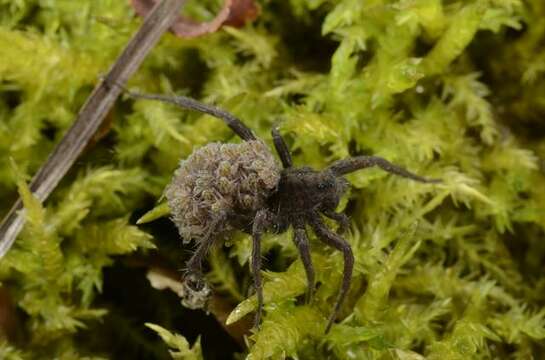 صورة Pardosa paludicola (Clerck 1757)