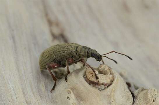 Image of <i>Phyllobius calcaratus</i>