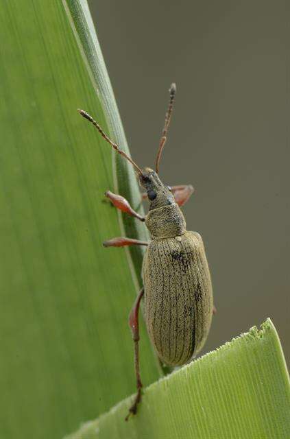 Plancia ëd <i>Phyllobius calcaratus</i>