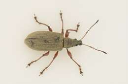 صورة <i>Phyllobius calcaratus</i>