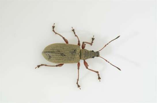 صورة <i>Phyllobius calcaratus</i>