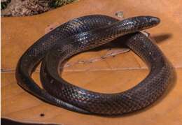 Image of Rivero's Ground Snake