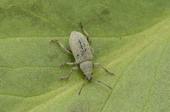 Plancia ëd Phyllobius (Subphyllobius) virideaeris (Laicharting 1781)