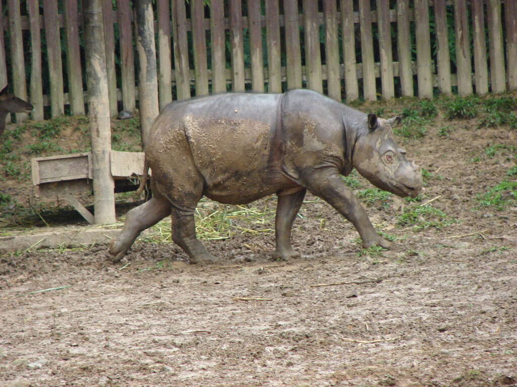 Image of Sumatran Rhinoceros