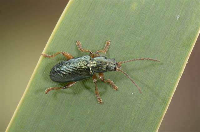 Image of <i>Plateumaris rustica</i>