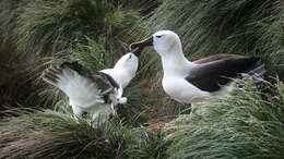 Image de Albatros de Carter