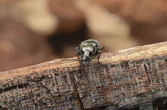 Image de Pterostichus (Bothriopterus) oblongopunctatus (Fabricius 1787)