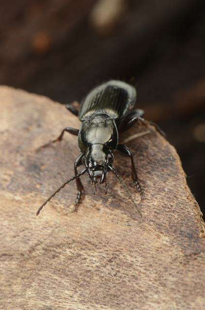 Image de Pterostichus (Bothriopterus) oblongopunctatus (Fabricius 1787)