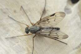 Image of snipe flies