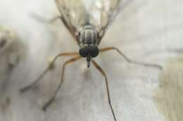 Image of snipe flies