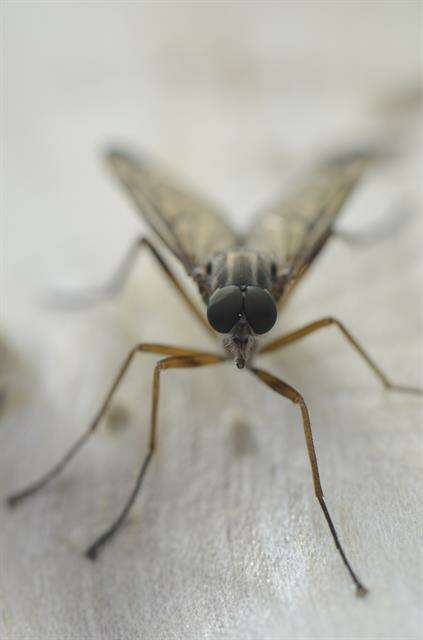 Image of snipe flies