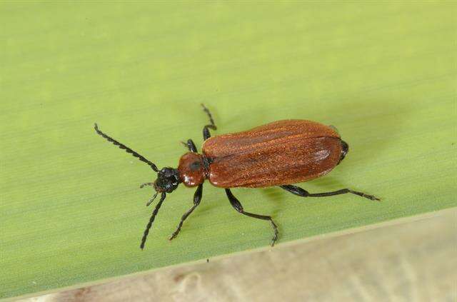 Image of fire-colored beetles