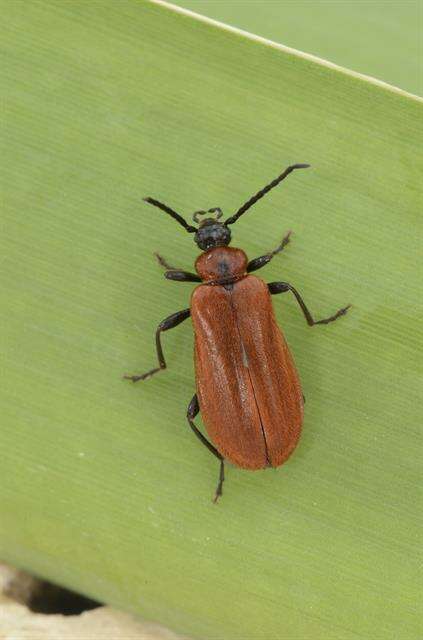 Image of <i>Schizotus pectinicornis</i>