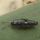 Image of Rove beetle