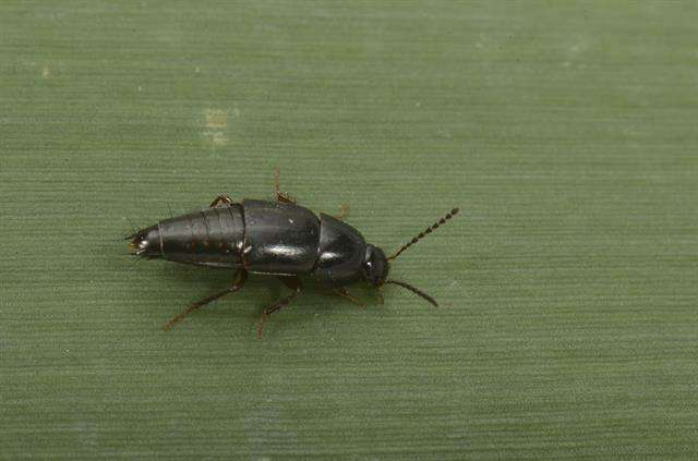 Tachinus resmi