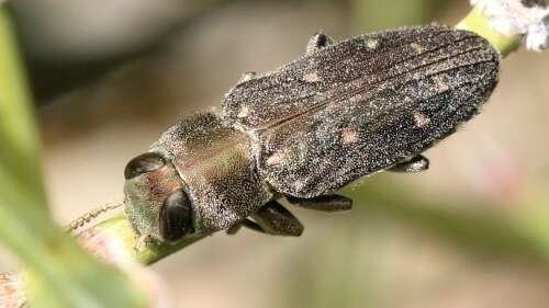 Imagem de Chrysobothris