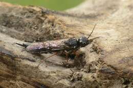 Image of xiphydriid wood wasps
