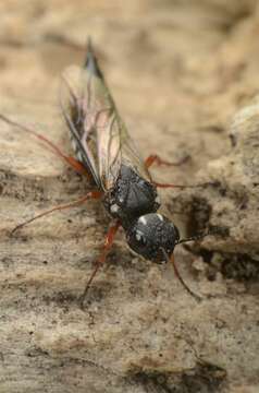 Image of xiphydriid wood wasps