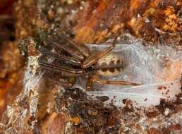Image of tube-dwelling spiders