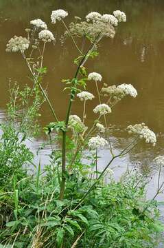 Image of angelica