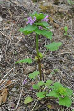 Image of purple deadnettle