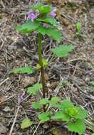 Image of purple deadnettle