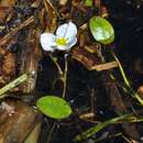 Image of Floating water-plantain