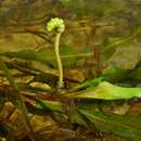 Image of alpine pondweed