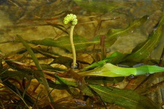 Image of pondweed