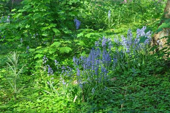 Image de Hyacinthoides