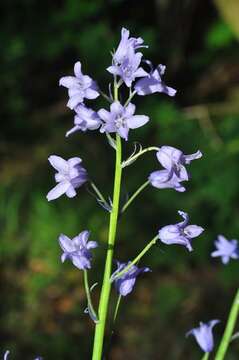 Image of Bluebells