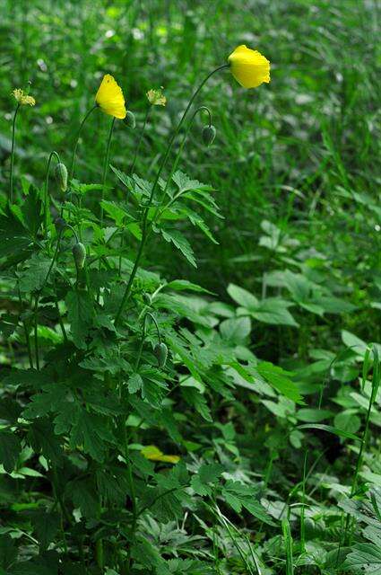 Image of Welsh Poppy